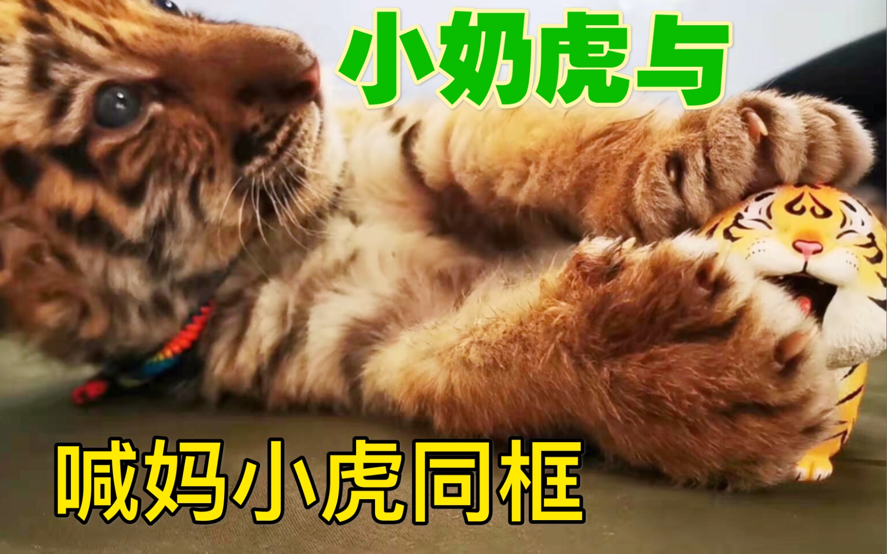 虎妈给小奶虎买的喊妈小虎公仔