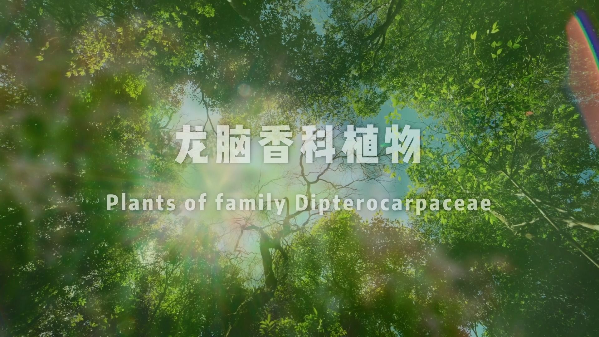 龍腦香科植物 plants of family dipterocarpaceae