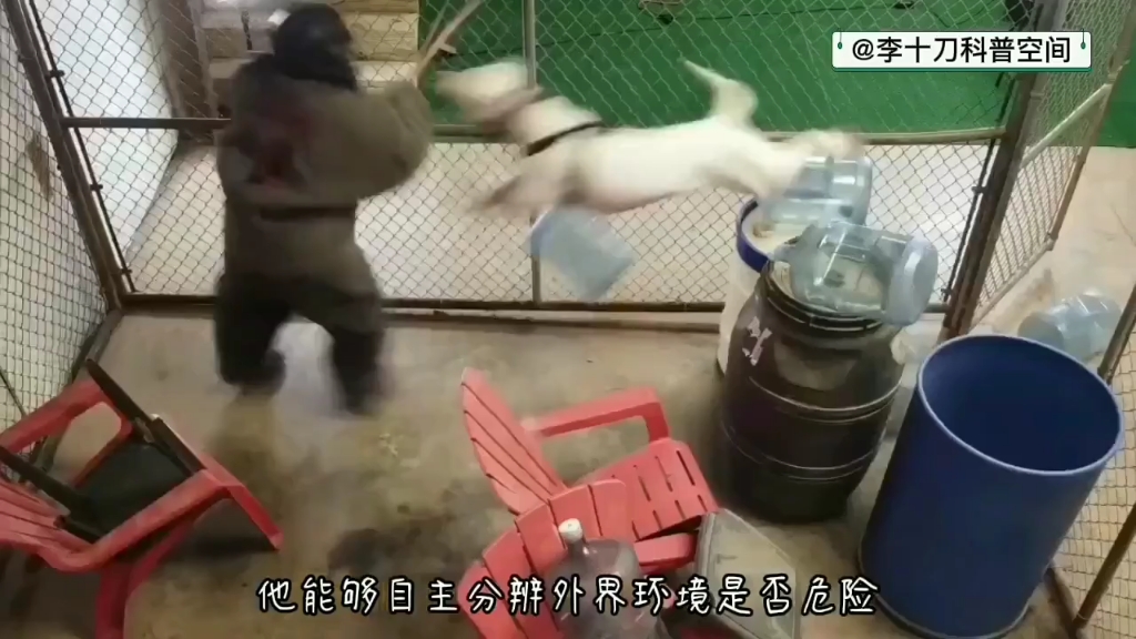 被禁养的十大恶犬哔哩哔哩bilibili