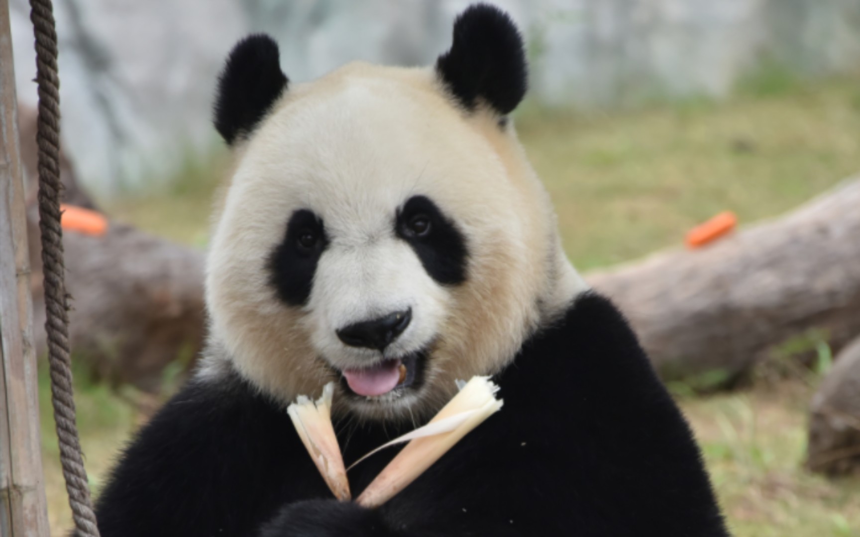 大熊猫团子想在福伴弟弟面前露一手,差点丢脸