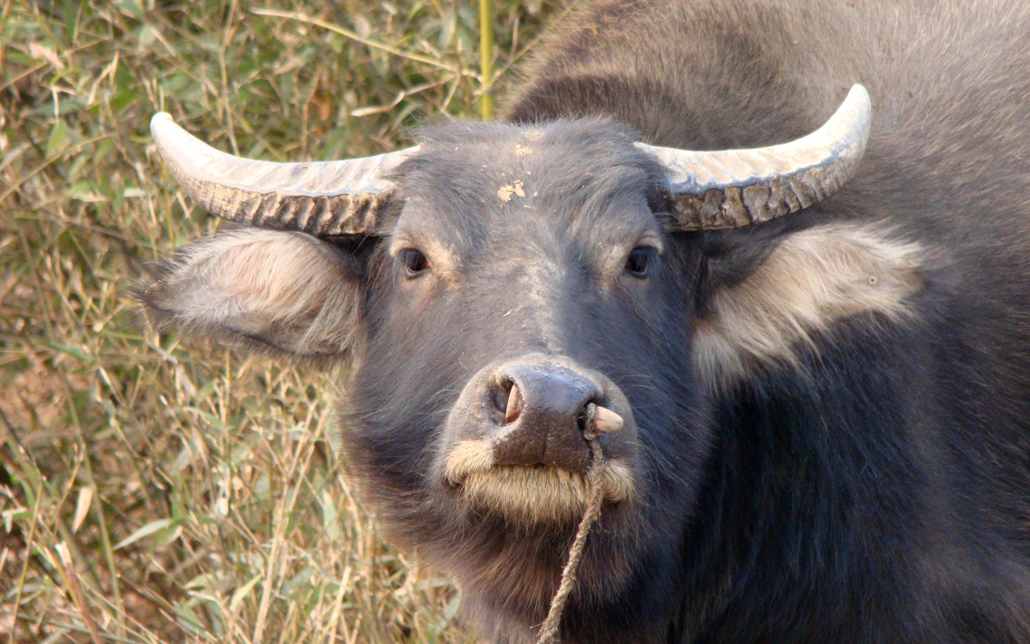 求生之路2_牛玩的牛不牛嘛