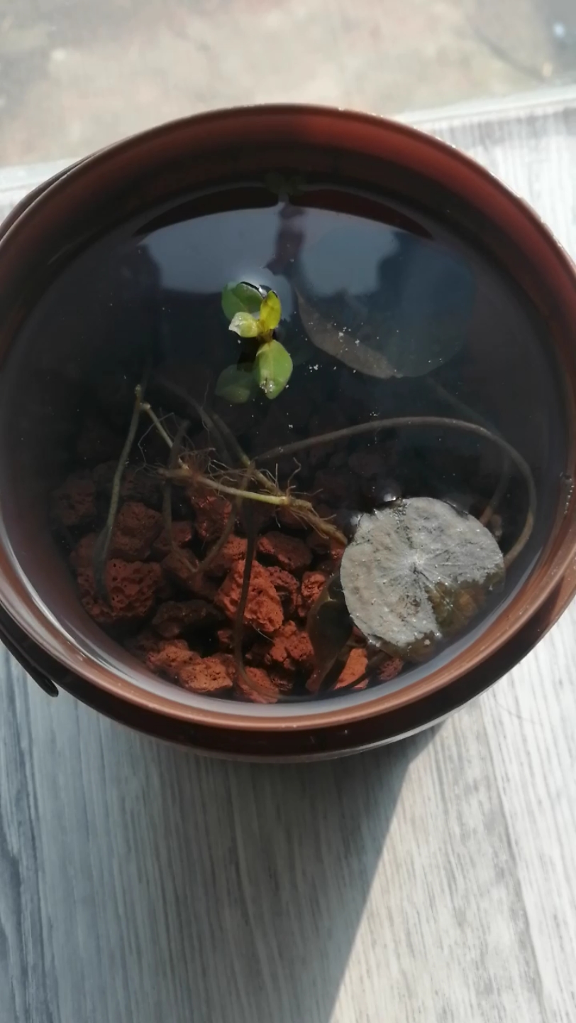 疑似发霉的碗莲