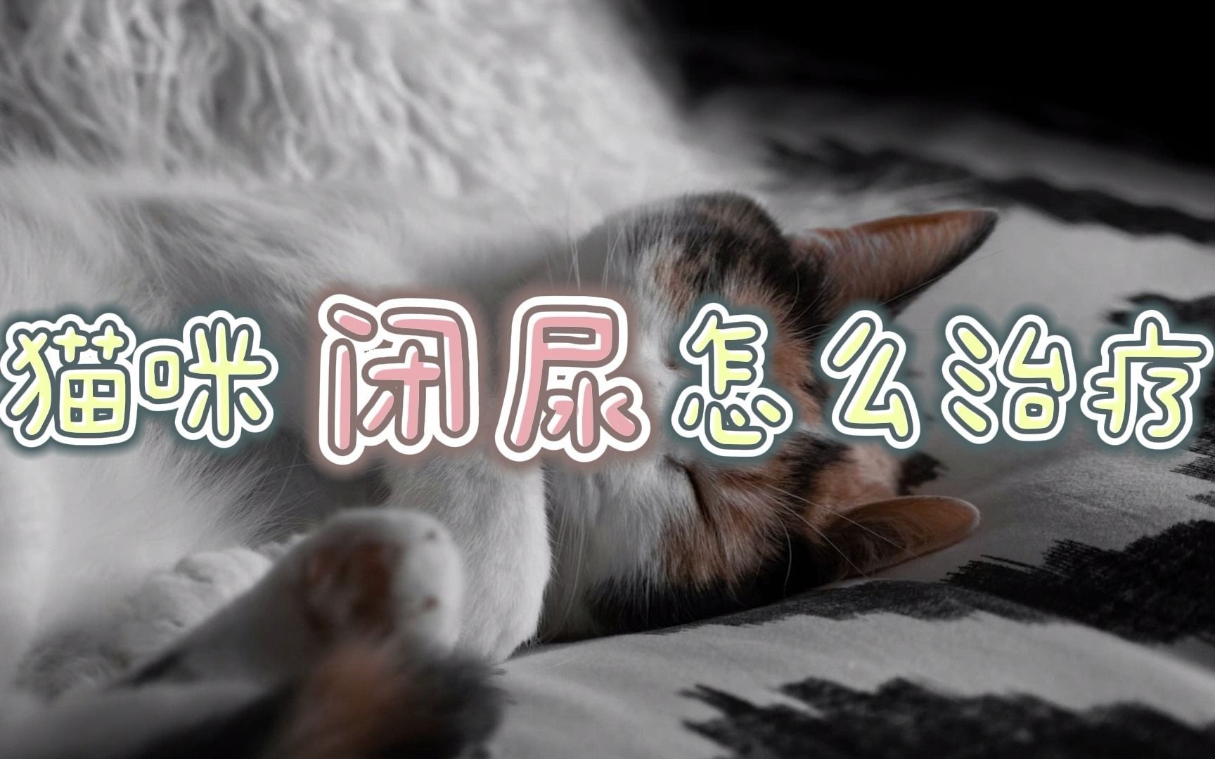 猫咪闭尿怎么治疗哔哩哔哩bilibili