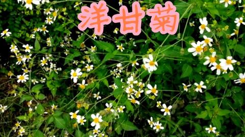 苔花如米小 也学牡丹开 哔哩哔哩