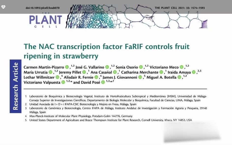 8分钟讲解PC高分文章 草莓NAC转录因子RIF控制果实成熟哔哩哔哩bilibili