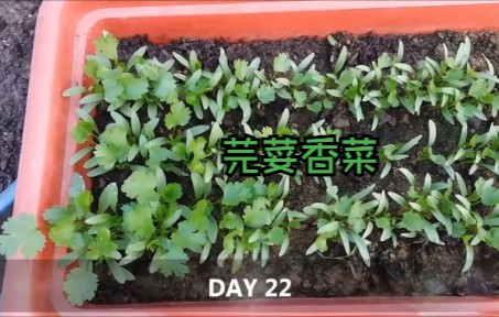 [图]【种菜技巧】如何在家种植芫荽香菜