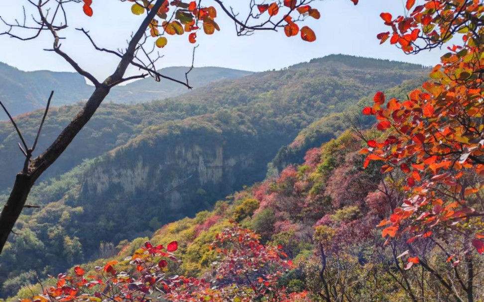 金秋十月,霜叶红于二月花——淄博博山红叶柿岩风景区