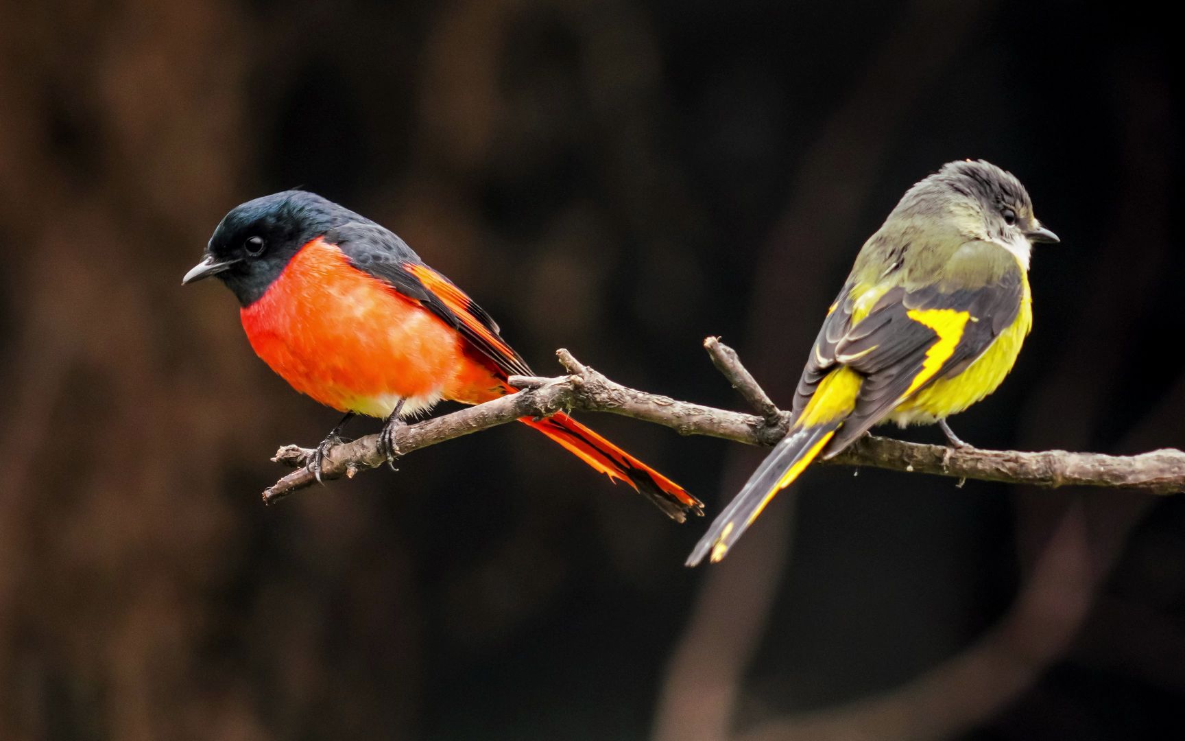 聆听者窗外鸟儿的鸣叫