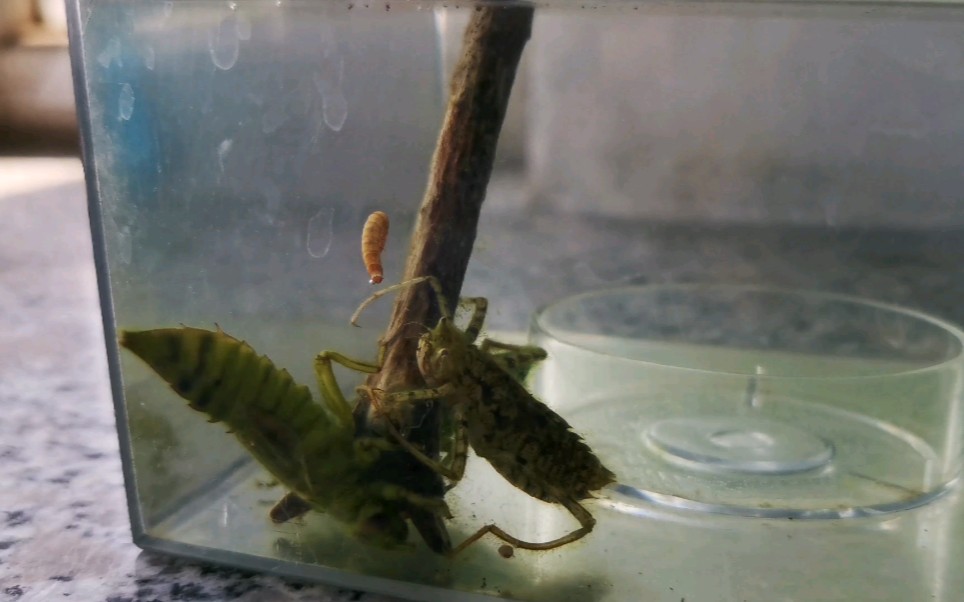 闪蓝丽大伪蜻稚虫miss