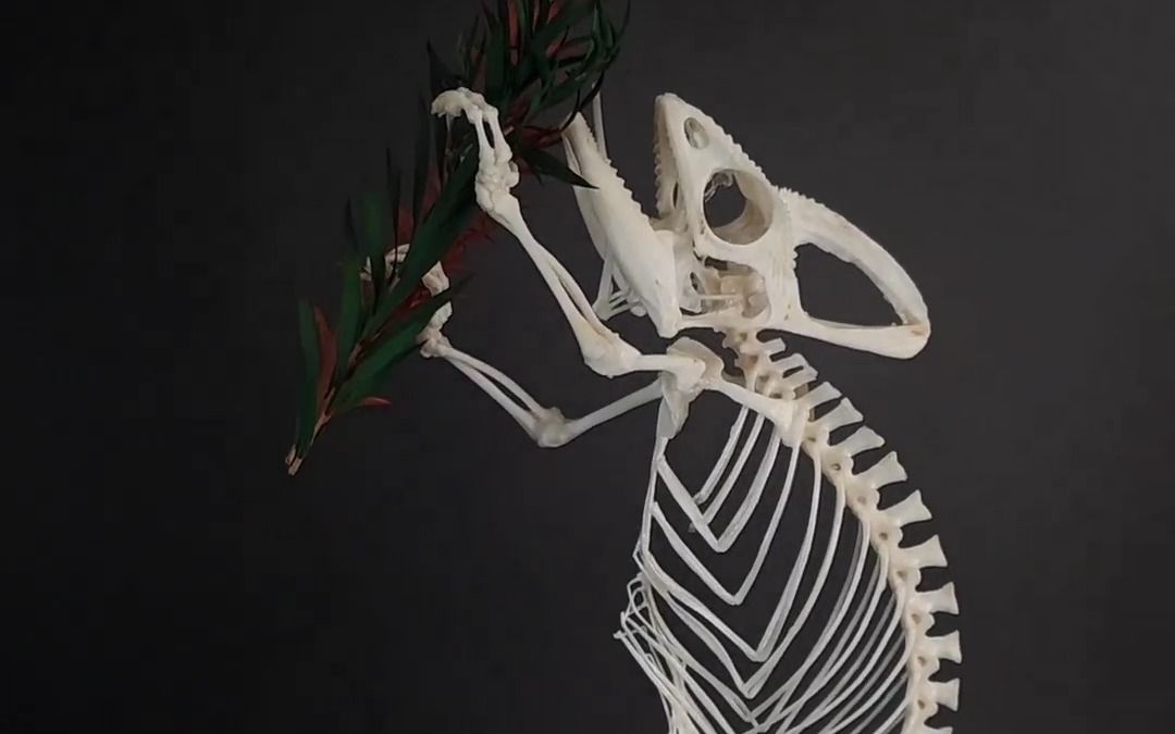动物骨骼-duyngskeleton作品-变色龙