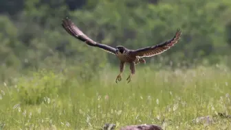 游隼
