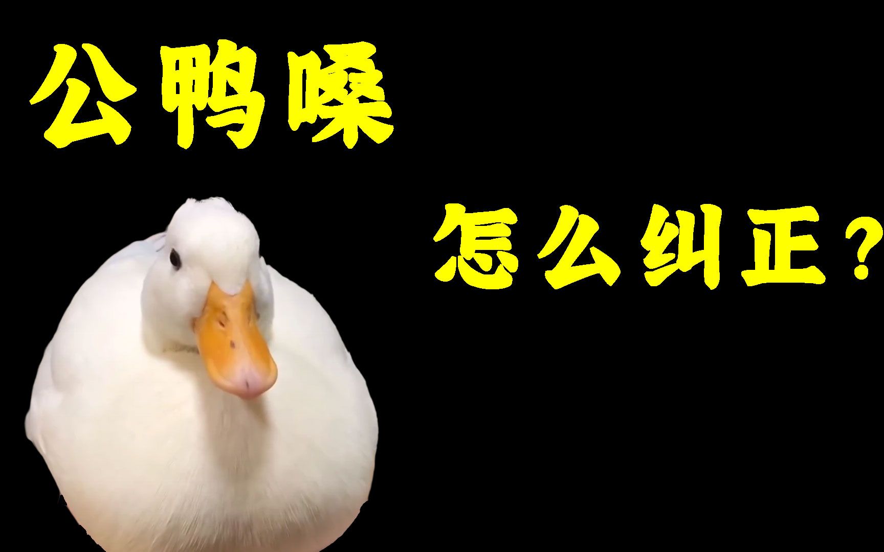 潮汕话公过只鸭图片图片