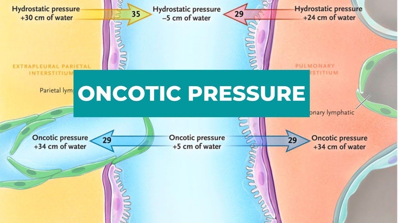 胶体渗透压 | 医学动画