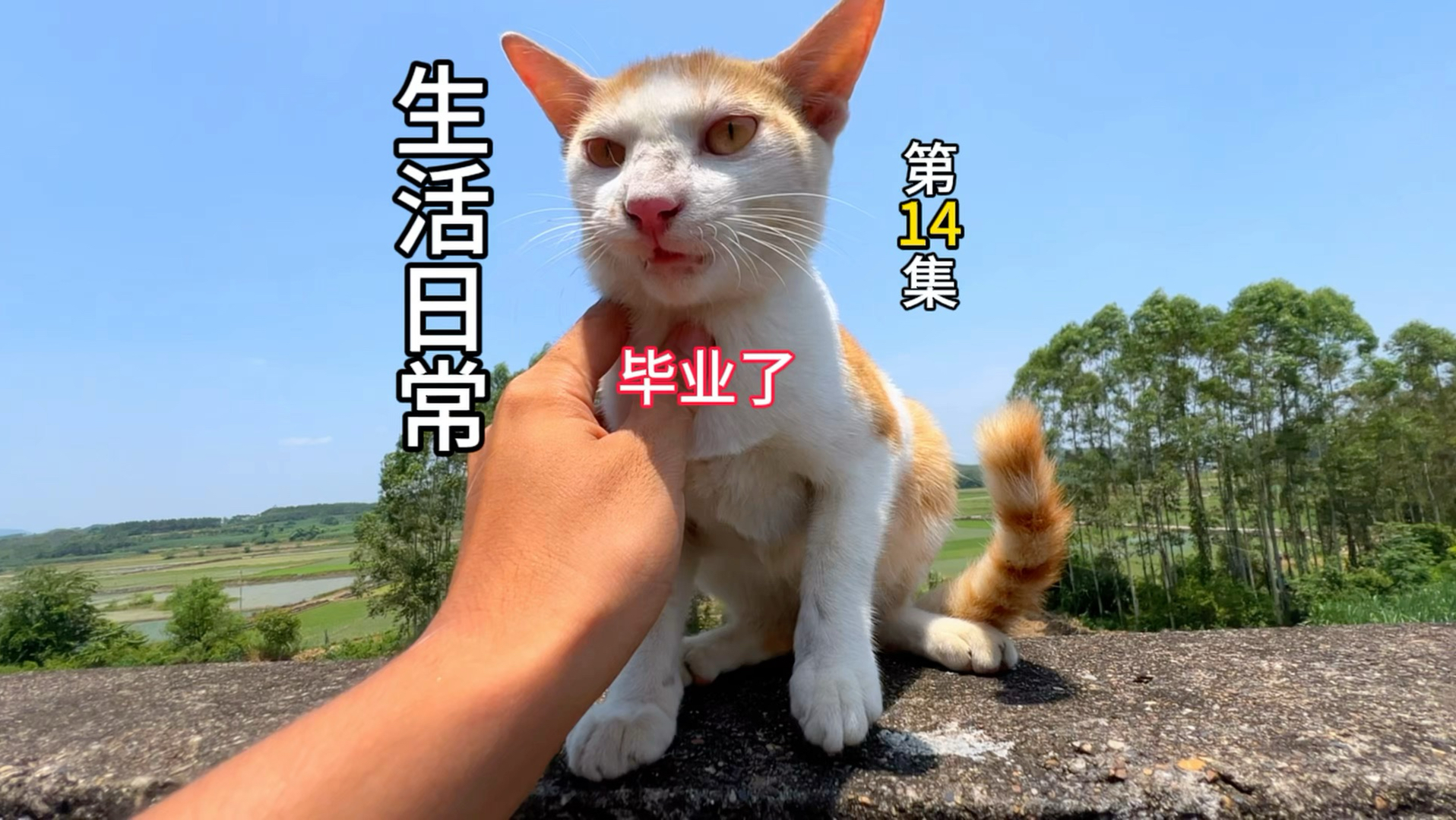 奇趣猫居然抓到老鼠了！