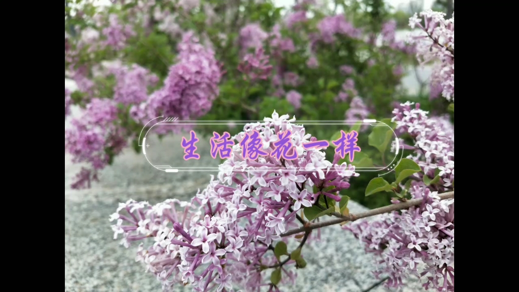 [图]丁香花开的春天