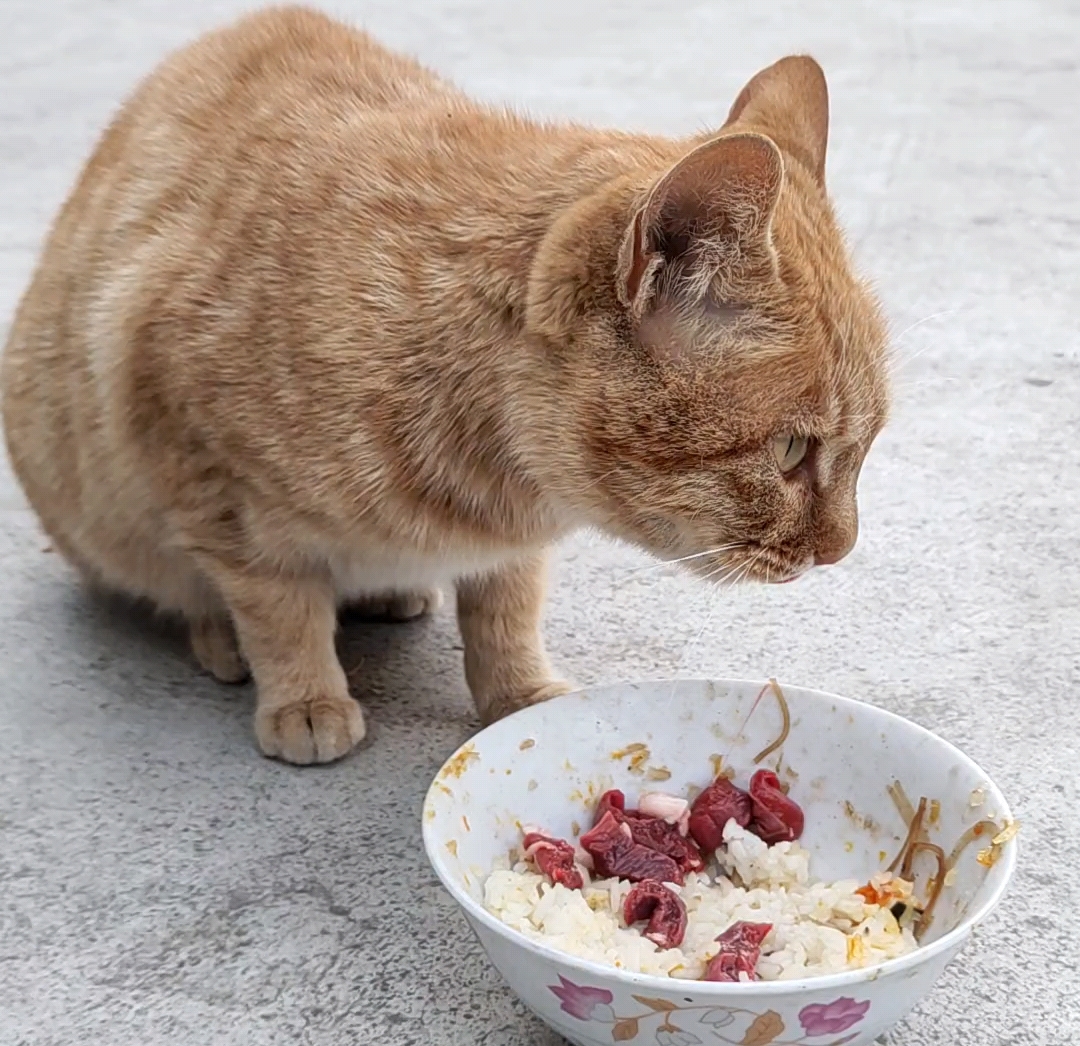 橘猫进食,太香了!
