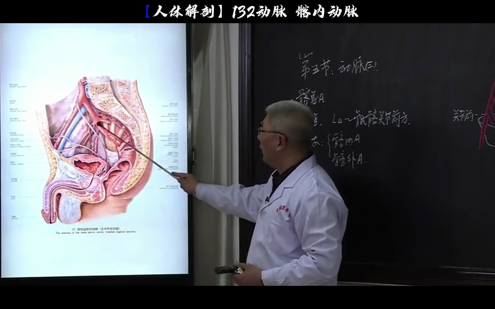 【人体解剖】132动脉 髂内动脉哔哩哔哩bilibili