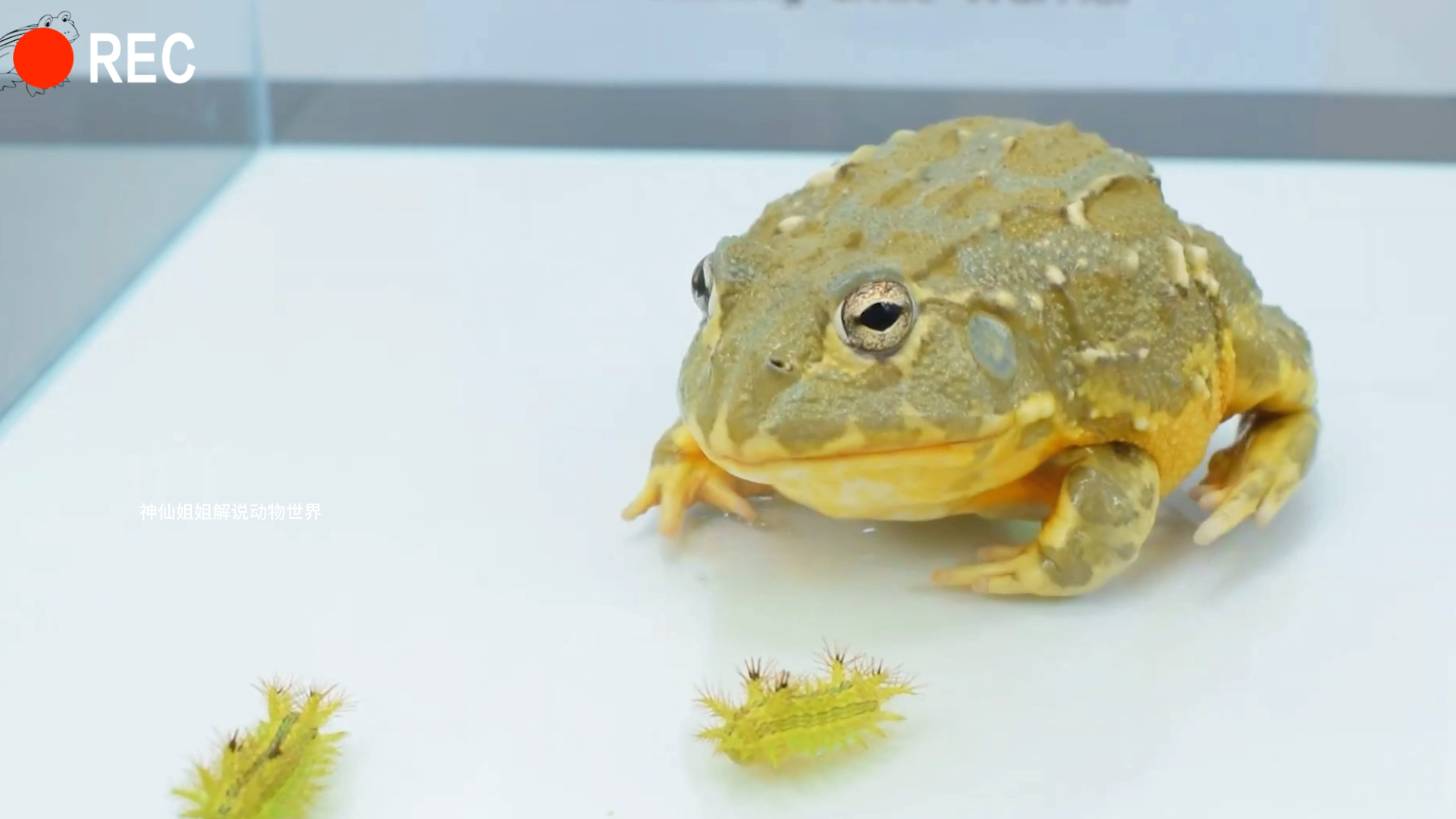 癞蛤蟆吃洋辣子