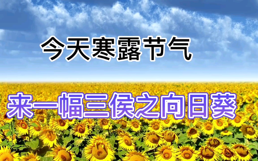 [图]寒露：天寒露重，望君珍重。三候菊有黄华之向日葵十字绣钻石画。