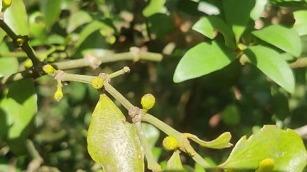 黄牛木竹节寄生茶哔哩哔哩bilibili