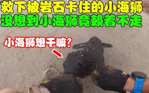 Descargar video: 救下被岩石卡住的小海狮，小海狮却赖着不走，竟是为了感谢人类？