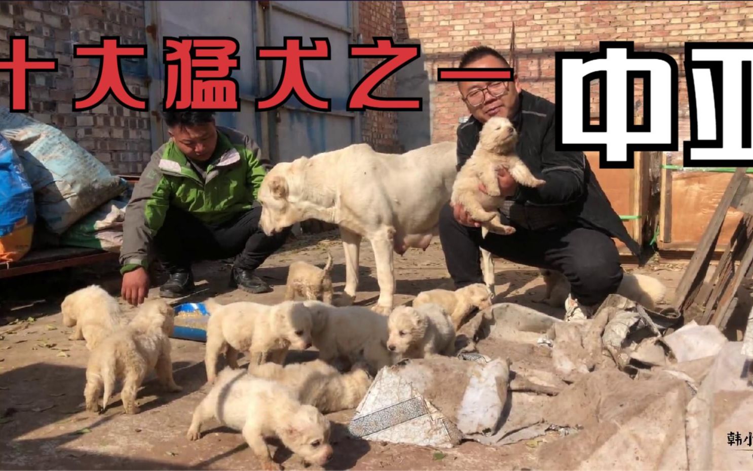 世界十大猛犬之一中亚牧羊犬,朋友的爱犬一窝下了十几只,真厉害哔哩哔哩bilibili