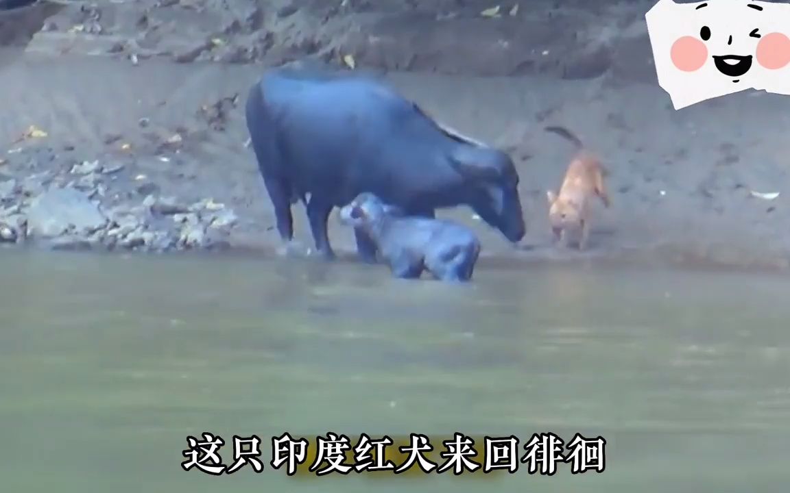 聪明的印度红犬,来了个调虎离山,成功捕猎到小水牛哔哩哔哩bilibili