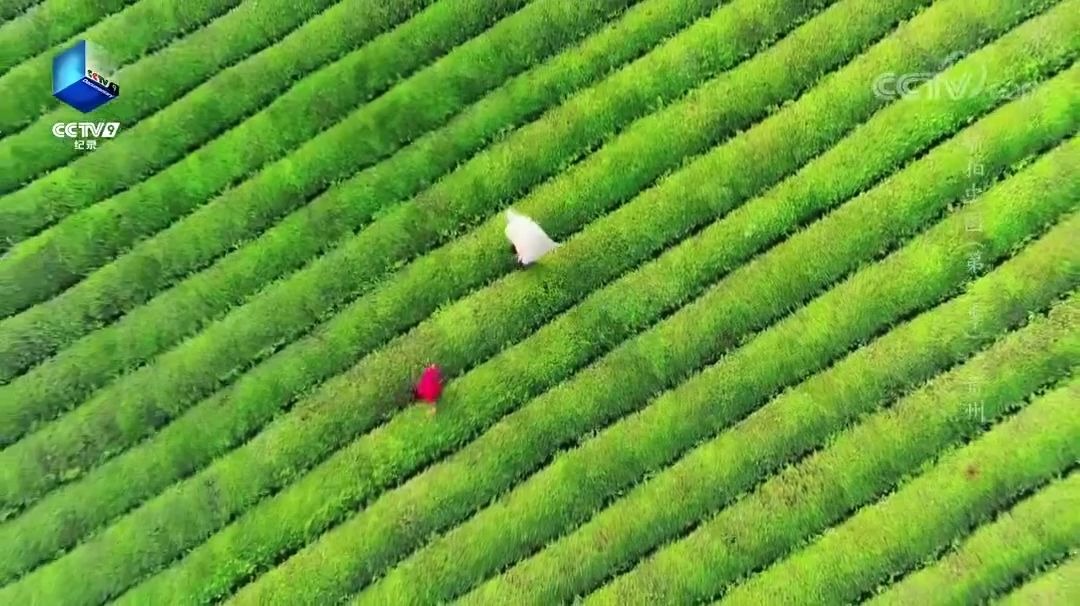 [图]航拍中国第三季_贵州_茶园