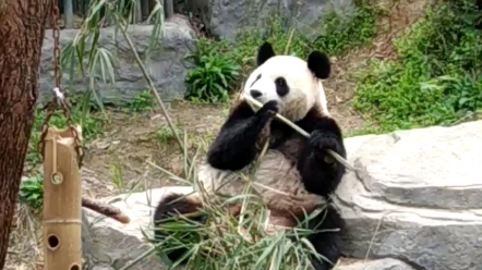 [图]可爱！南京红山动物园的大熊猫吃竹子