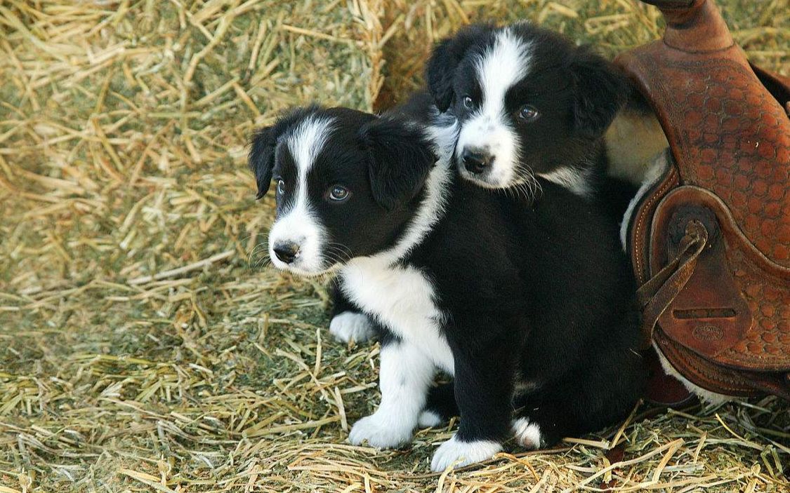 [图]四岁牧羊犬智力惊人！一个动作让主持人惊叹不已：聪明得太吓人了