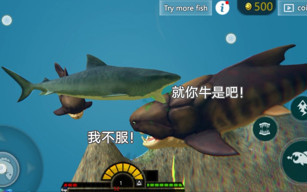 海底大猎杀:虎鲨猎杀邓氏鱼