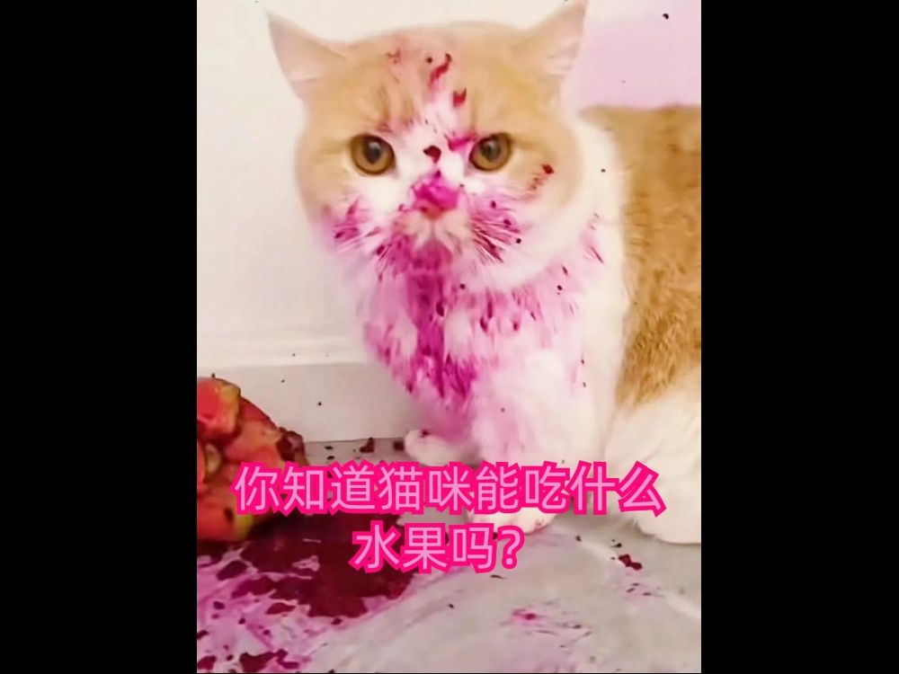 你知道猫咪能吃什么水果吗?哔哩哔哩bilibili