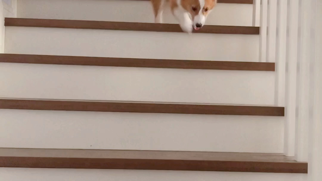 学会爬楼梯的狗蹬蹬【柯基】