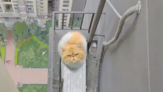 全b站第一个靠救猫上电视的up主 撒花 哔哩哔哩 Bilibili