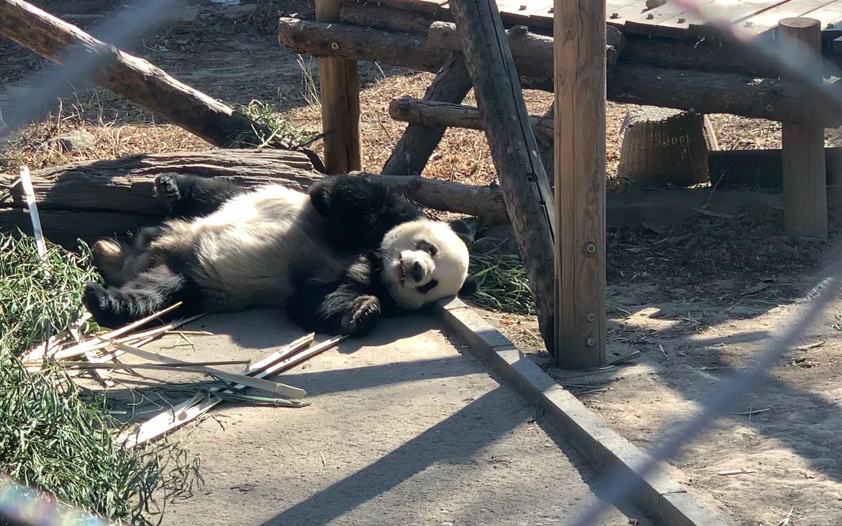 【大熊猫萌二】只有在梦中能见见我的飞云妹妹了,还不让我们成亲,不