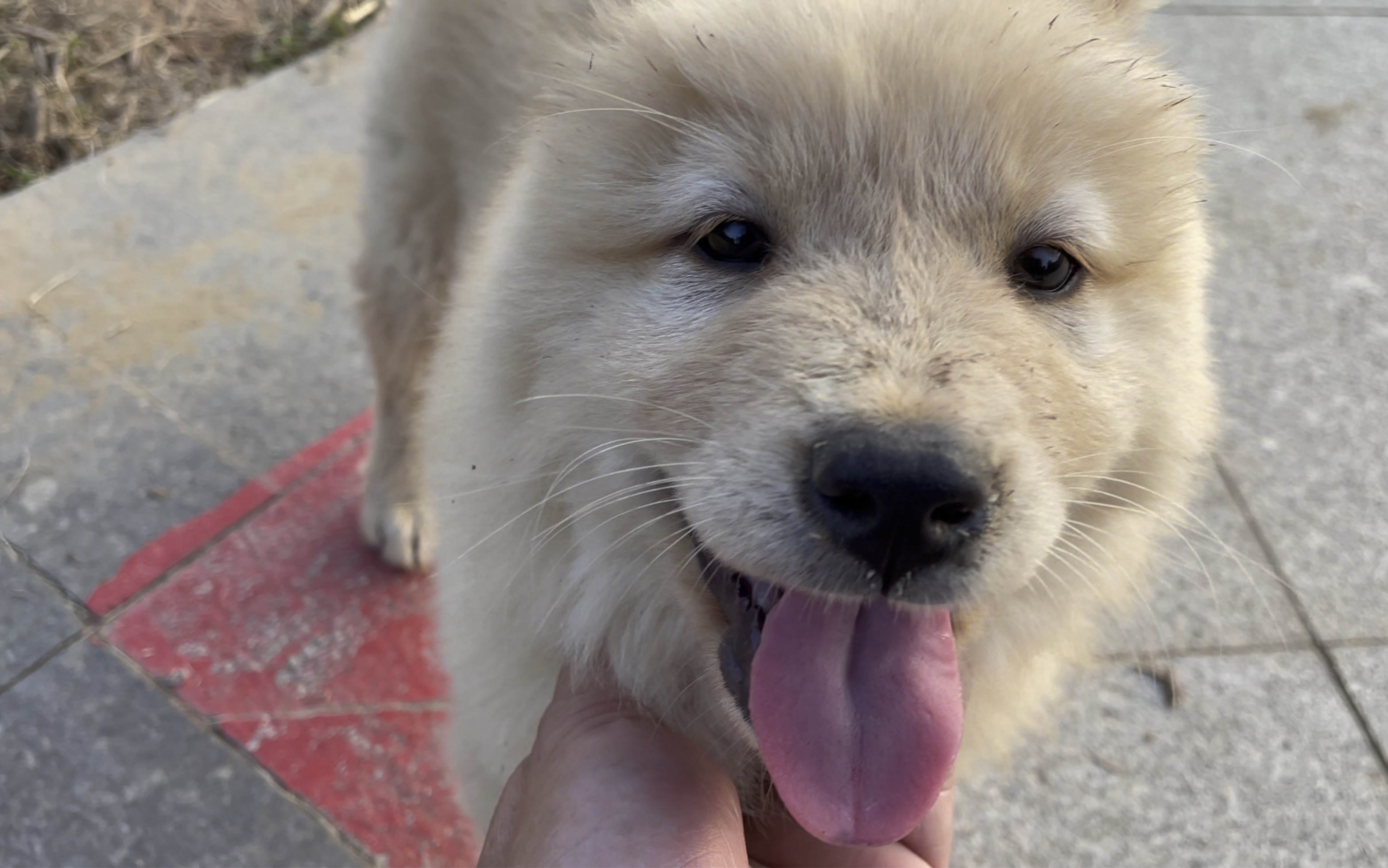 广东的土松狗,非得跟它讲粤语,听普通话有困难症?