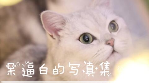 花花与三猫 呆逼白的写真集 第七番 哔哩哔哩 花花与三猫 呆逼白的写真集 第七番 哔哩哔哩