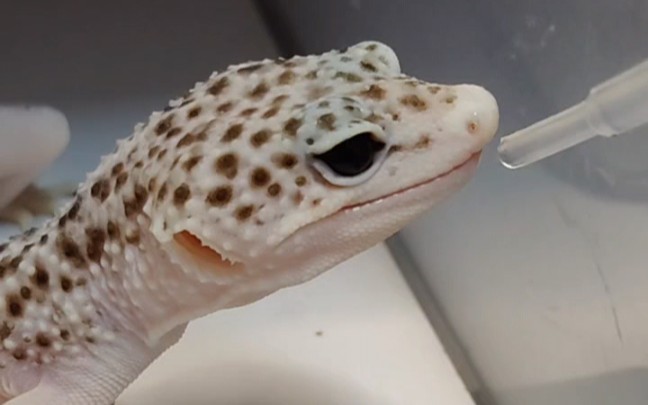 【豹纹守宫】银河护卫队