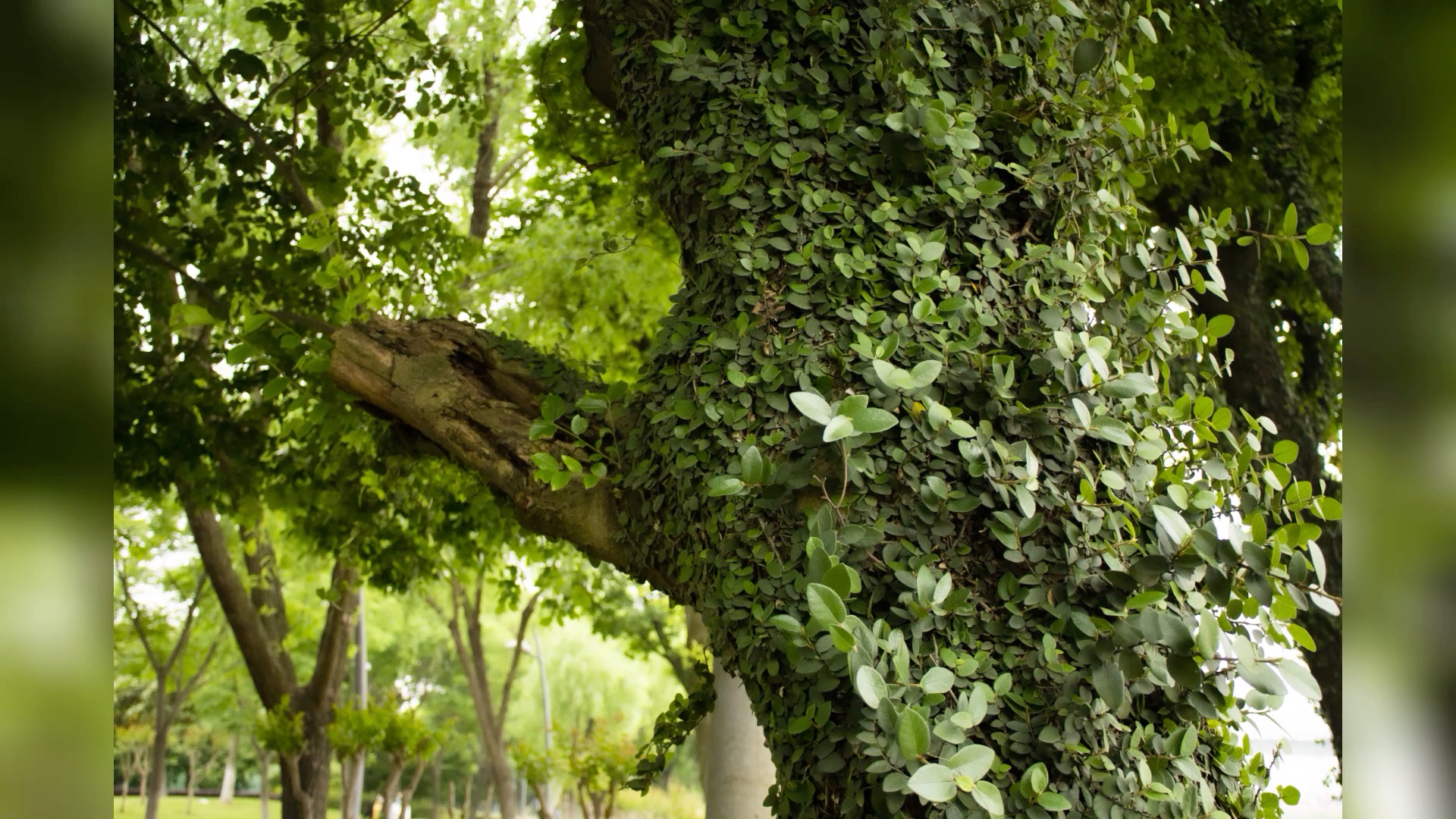 [图]《故乡的原风景》—摄影小白的第一部照片集