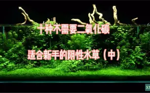 Tải video: 十种不需要二氧化碳适合新手的阴性水草（中）