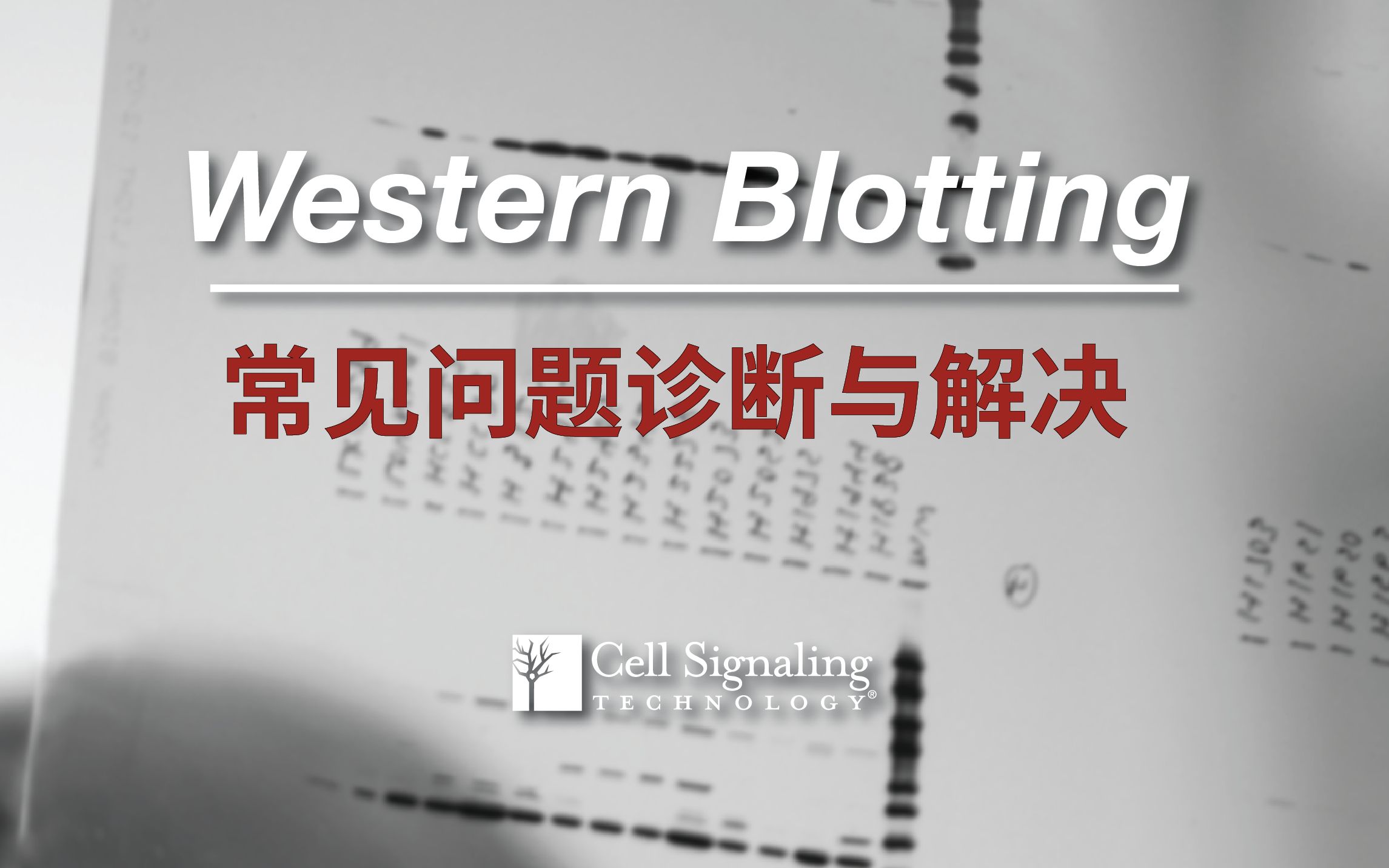 [图]【蛋白质印迹/Western Blot】实验中问题诊断和解决对策