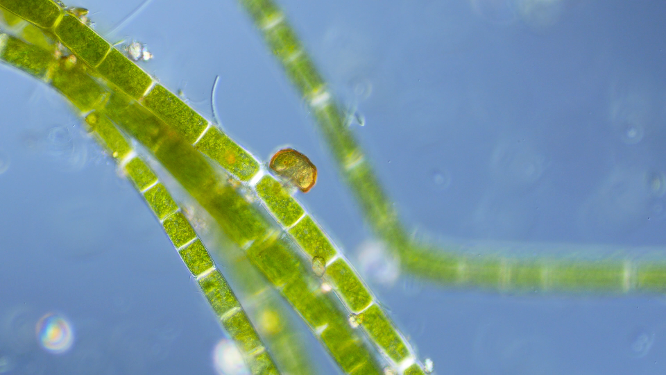 表壳虫在鞘藻上爬_哔哩哔哩_bilibili