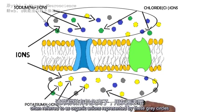 2Minute Neuroscience ——膜电位 Membrane Potential 中英双字幕哔哩哔哩bilibili