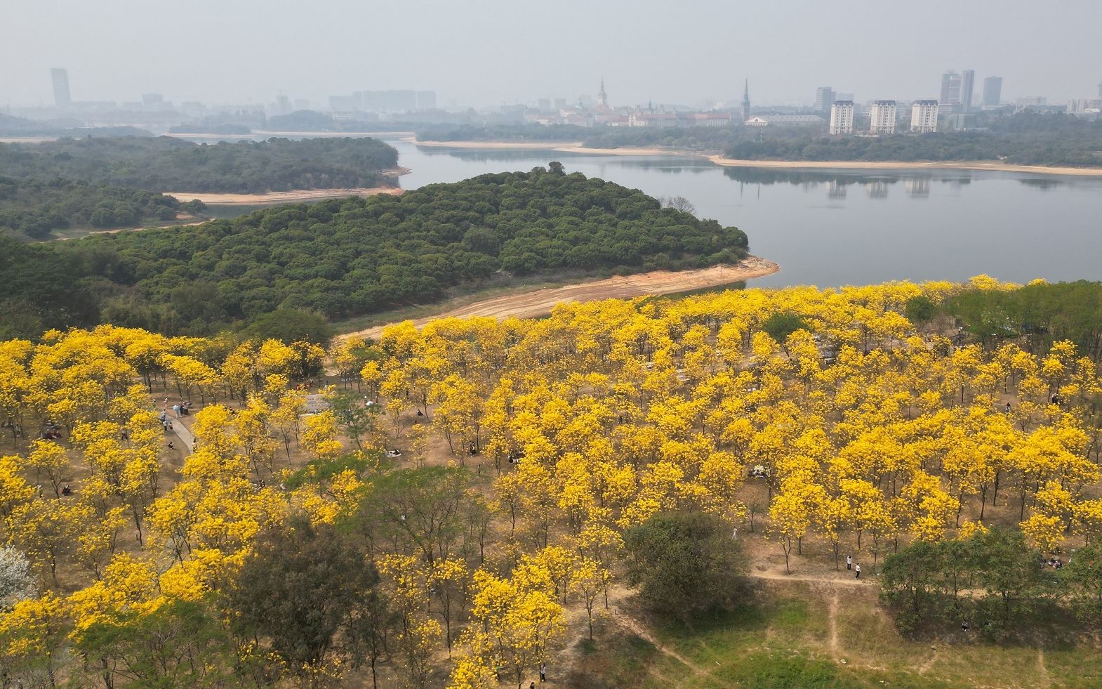 3月松山湖的黄花风铃木