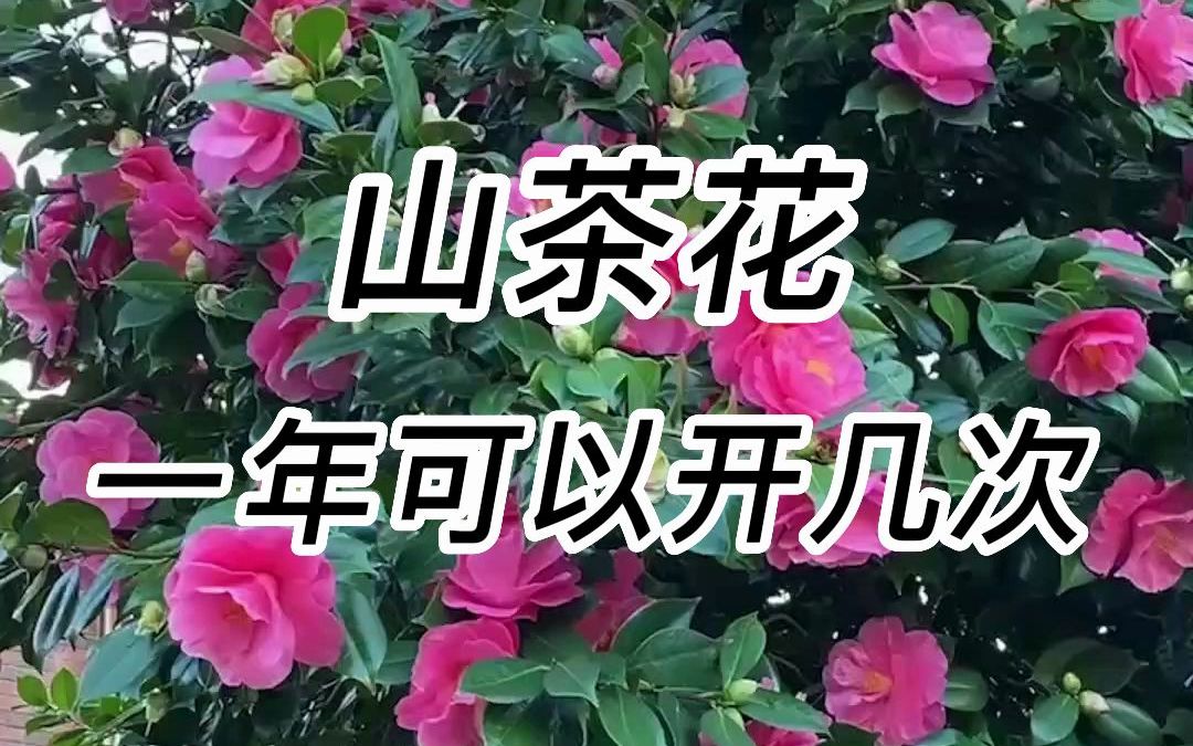 山茶花一年开几次花哔哩哔哩bilibili