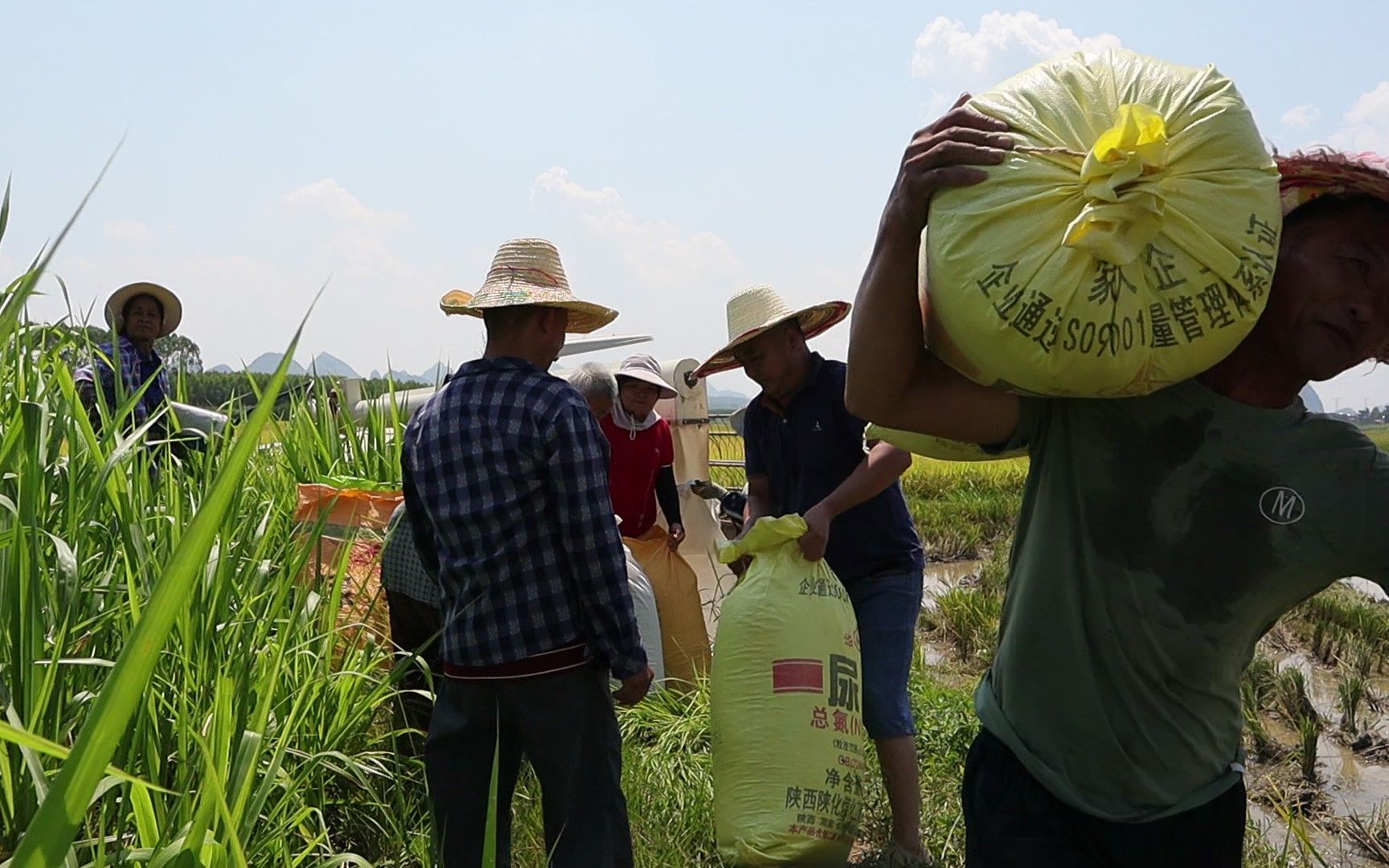 又是一年稻谷丰收时,农民们辛勤的劳作终于换来上天给予的馈赠.