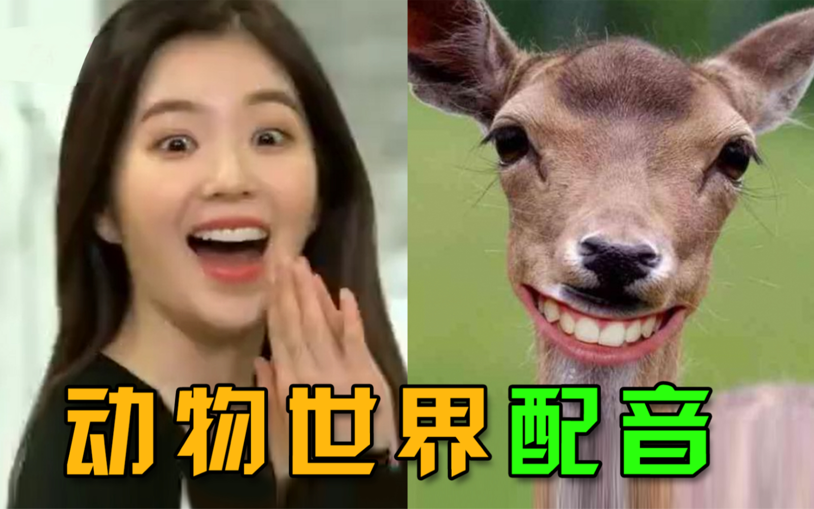 【裴老师】给动物世界配音_哔哩哔哩_bilibili