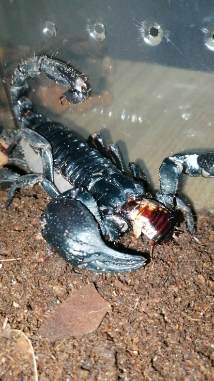 蝎子啃食樱桃蟑螂,太帅了