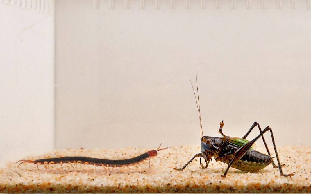 蝈蝈 vs 蜈蚣,结果有点意外!