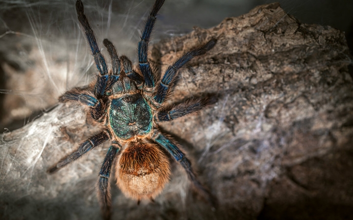 委内瑞拉红绿橙 Chromatopelma Cyaneopubescence 原产地探索哔哩哔哩bilibili